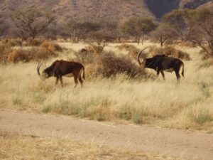Namibia Car Rentals Animals